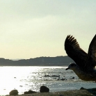 saint-vaast-la-hougue